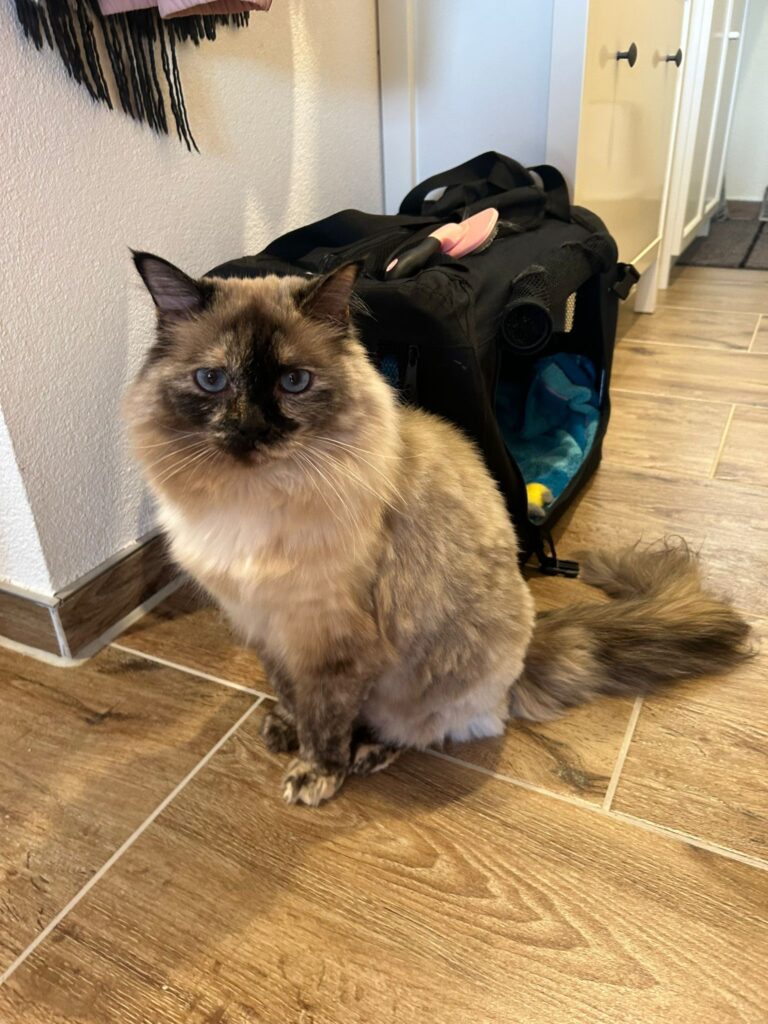 Foto von der Katze Bounty