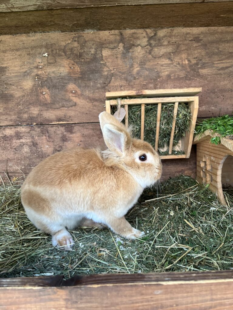 Feli