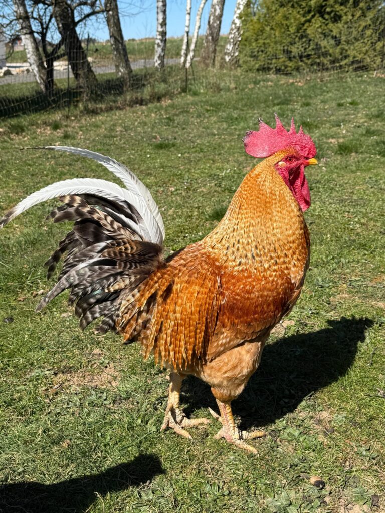 Foto des Gockels Henri